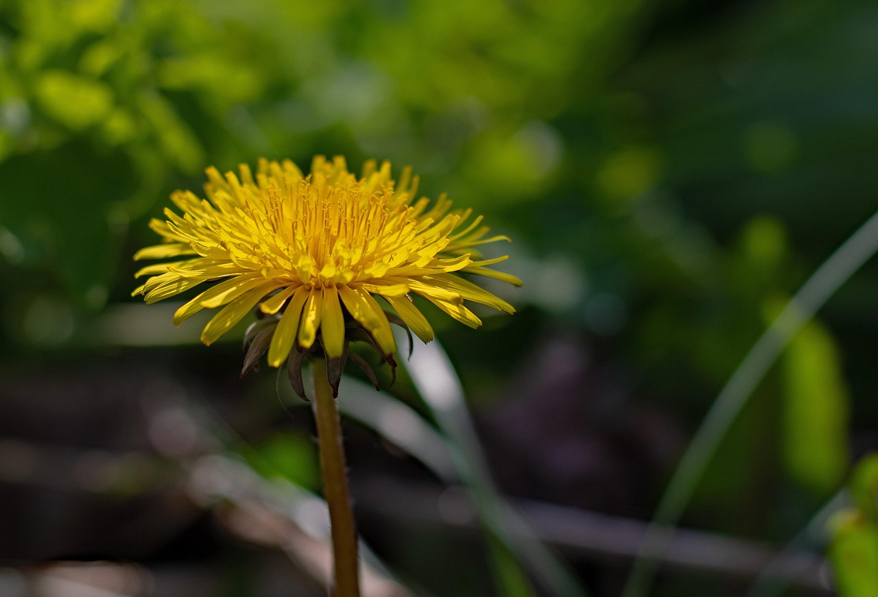 I Benefici del Tarassaco Slim per la Tua Salute