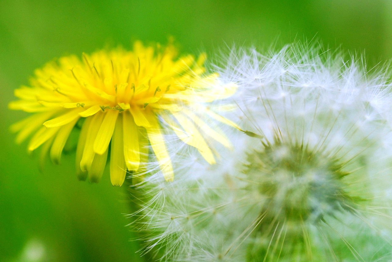 Tarassaco Slim: Proprietà e Vantaggi per il Benessere