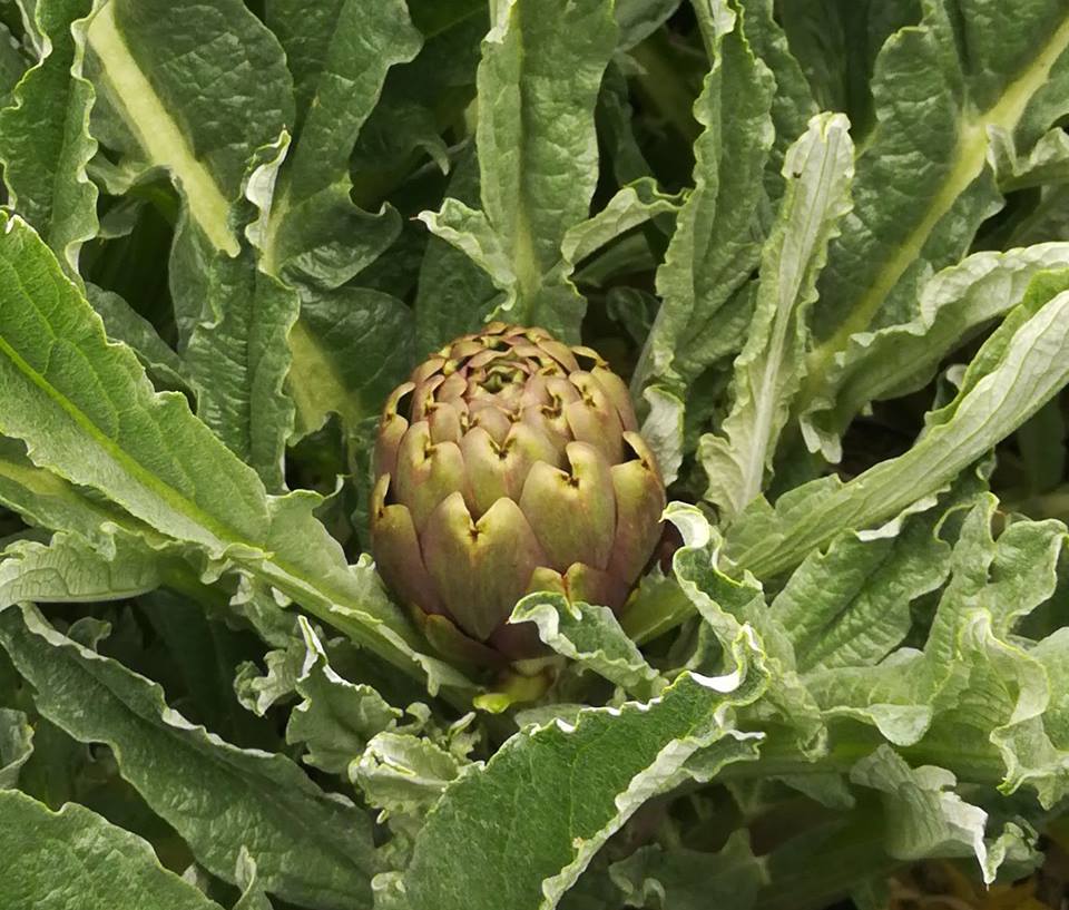 Carciofo, ingrediente che supporta il fegato