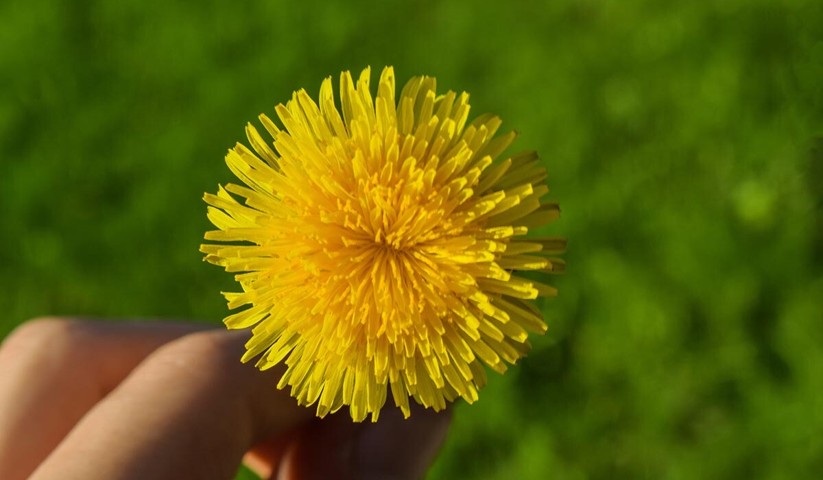 Radice e fiore di Tarassaco, ingrediente drenante